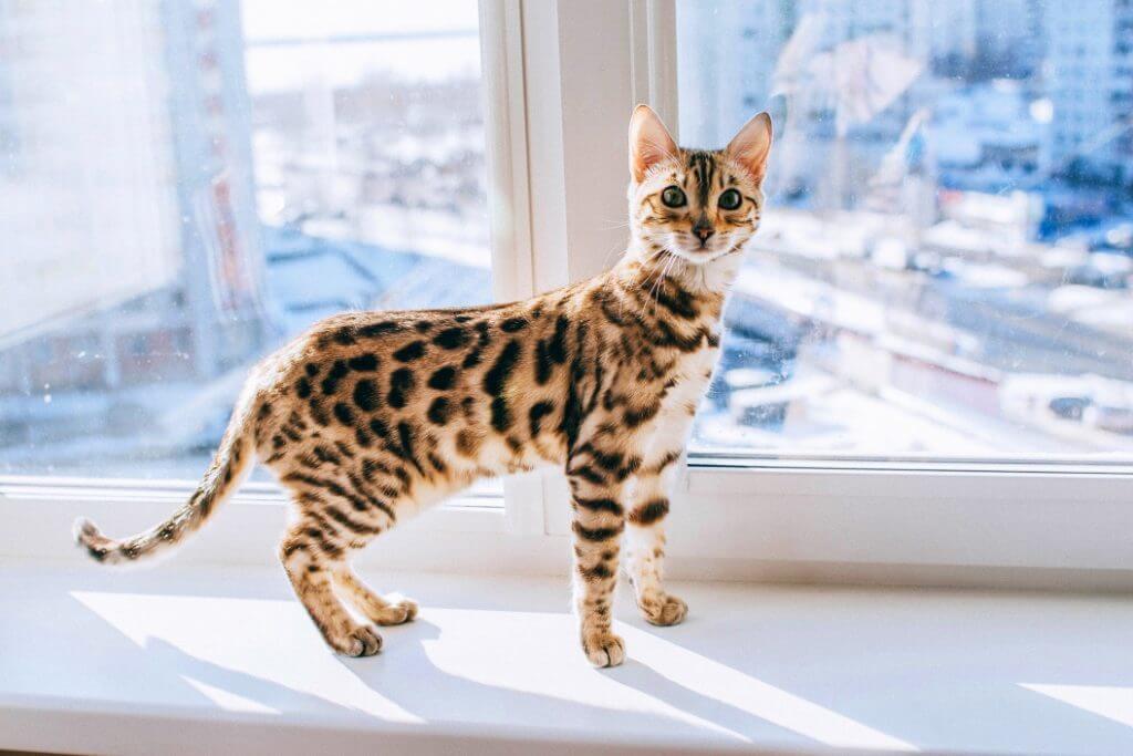 When Do Cats Stop Growing? - Bengal