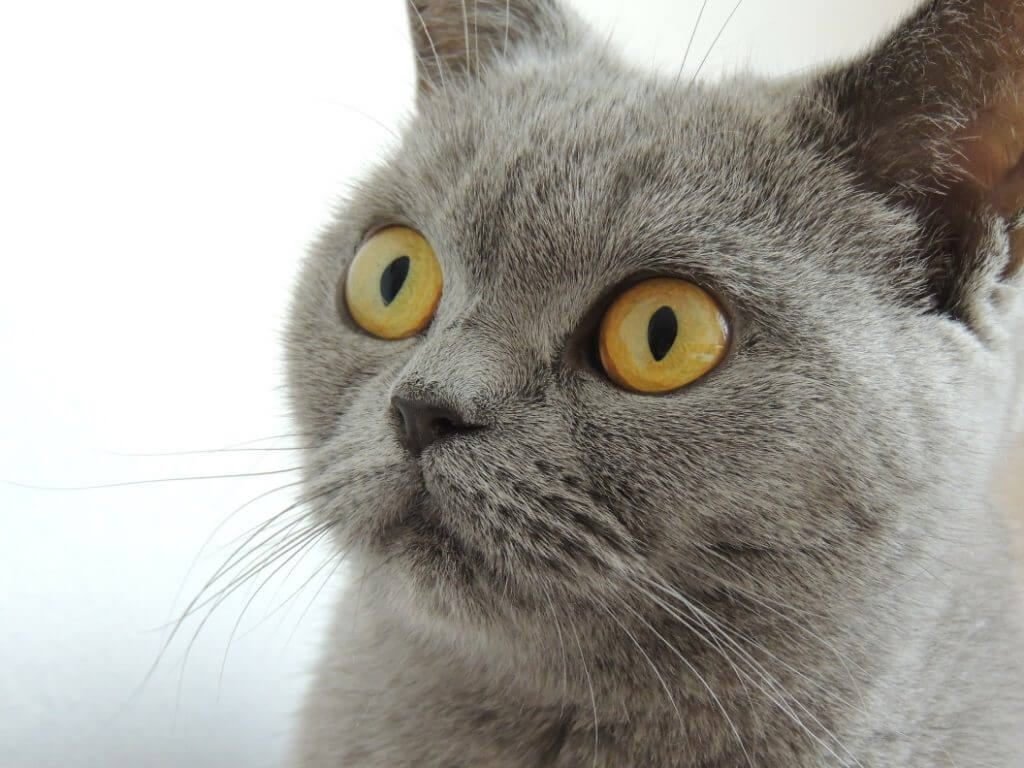 When Do Cats Stop Growing? - British Shorthair