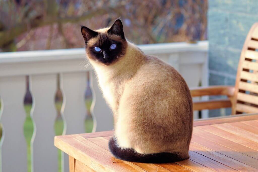 When Do Cats Stop Growing? - Siamese Cat