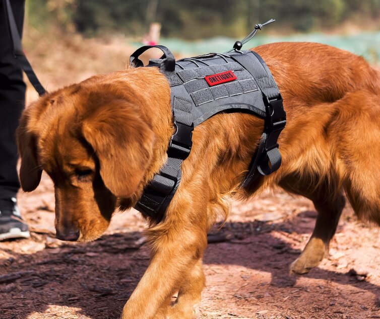 Best Dog Harnesses For Hiking - OneTigris Tactical
