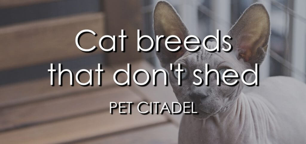 Cat Breeds That Don't Shed - Banner