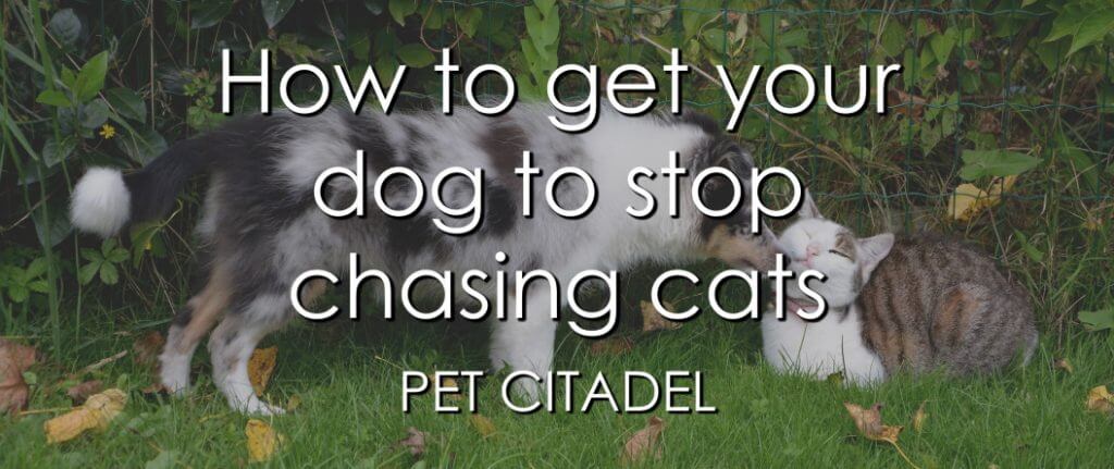 How To Stop A Dog From Chasing Cats - Banner