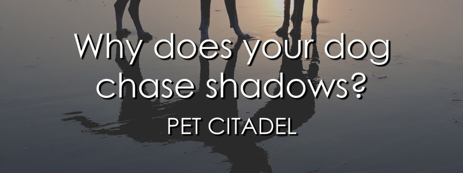 Dog Chases Shadows - Banner