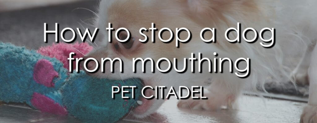 How To Stop A Dog From Mouthing - Banner