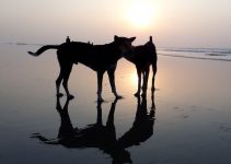 Why Does Your Dog Chase Shadows? – Causes & Solutions