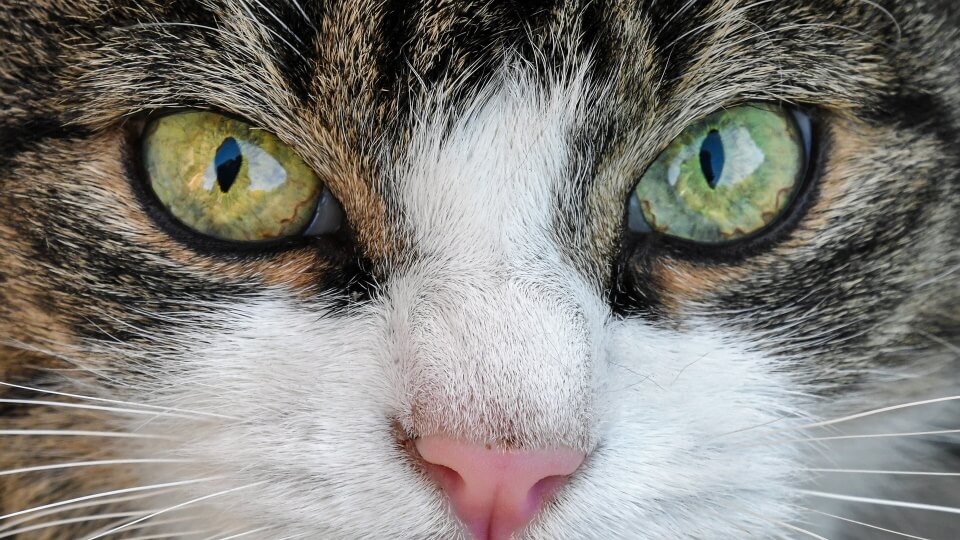 Close-up of cat eyes