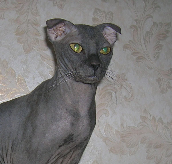 Cat Breeds That Don't Shed - Ukrainian Levkoy