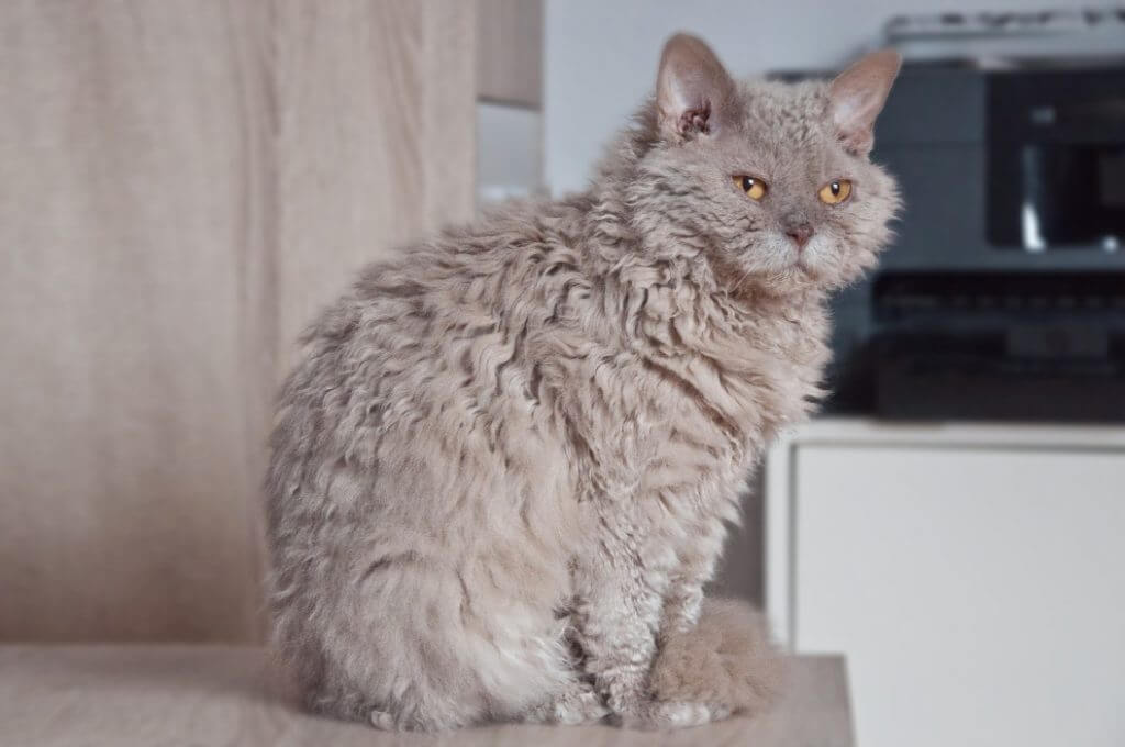 Cat Breeds That Don't Shed - Selkirk Rex