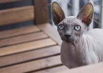 8 Amazing Cat Breeds That Don’t Shed