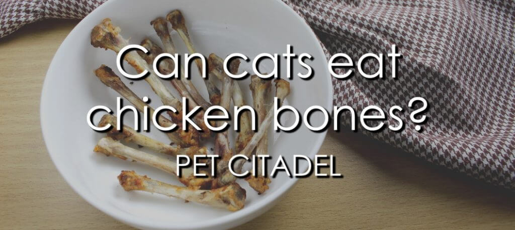 Can Cats Eat Chicken Bones? - Banner