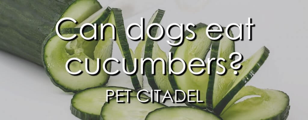 Can Dogs Eat Cucumbers? - Banner