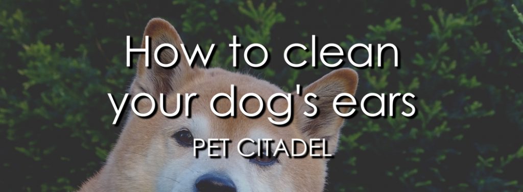 How To Clean Your Dog's Ears - Banner