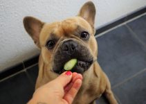 Can Dogs Eat Cucumbers? – Explained