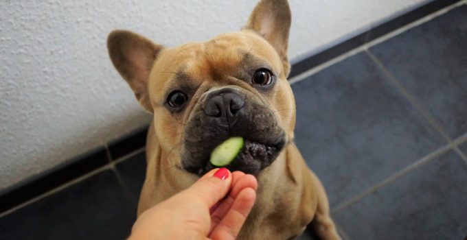 Can Dogs Eat Cucumbers? – Explained