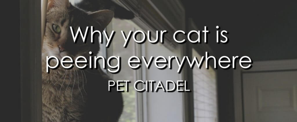 Cat Is Peeing Everywhere - Banner Image