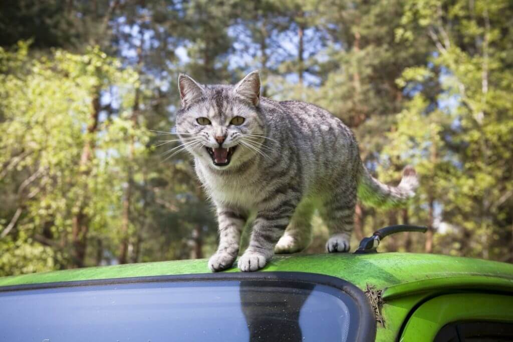 Cat with mouth open on top of a vehicle