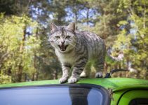 How To Stop Your Cat From Biting & Attacking You – 7 Strategies