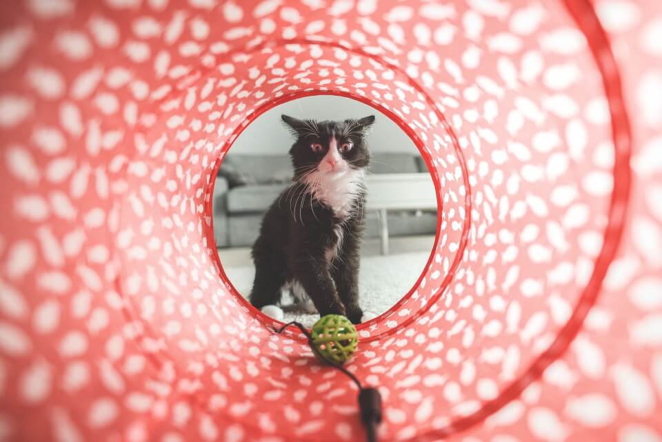 Looking at a cat through a red tube