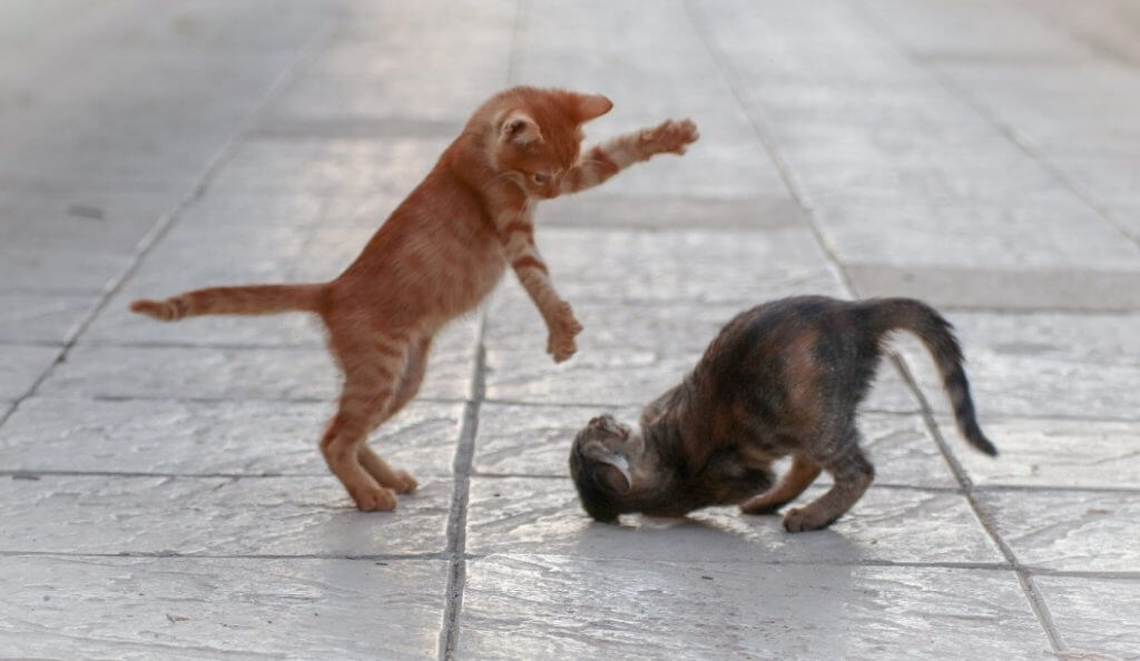 Cats fighting on a stone floor