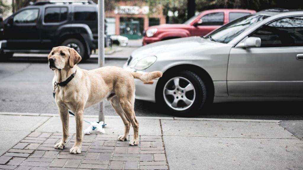 Dog on a sidewalk near cars