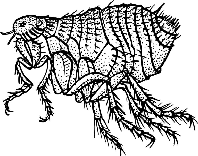 Flea illustration