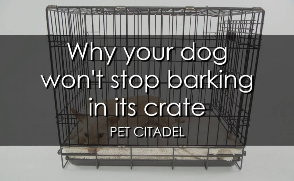 Dog Won't Stop Barking In Crate - Banner