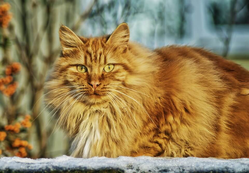 Norwegian Forest Cat 1
