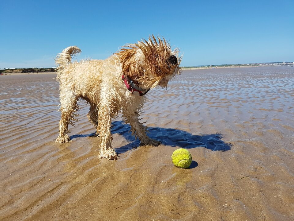 Cockapoo on sandy beach with tennis ball