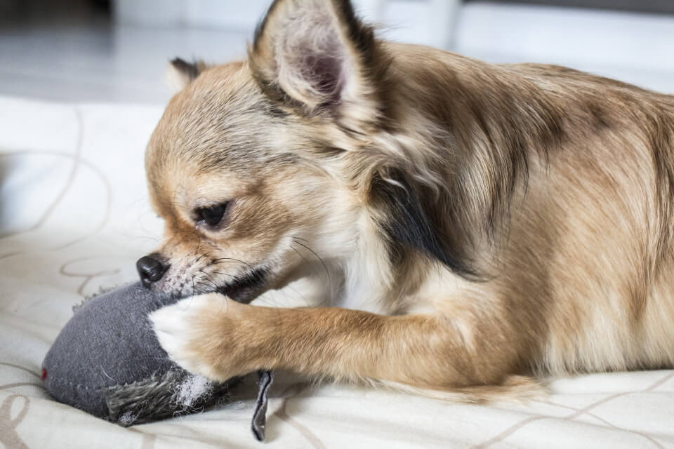 Chihuahua lays on bed and chews