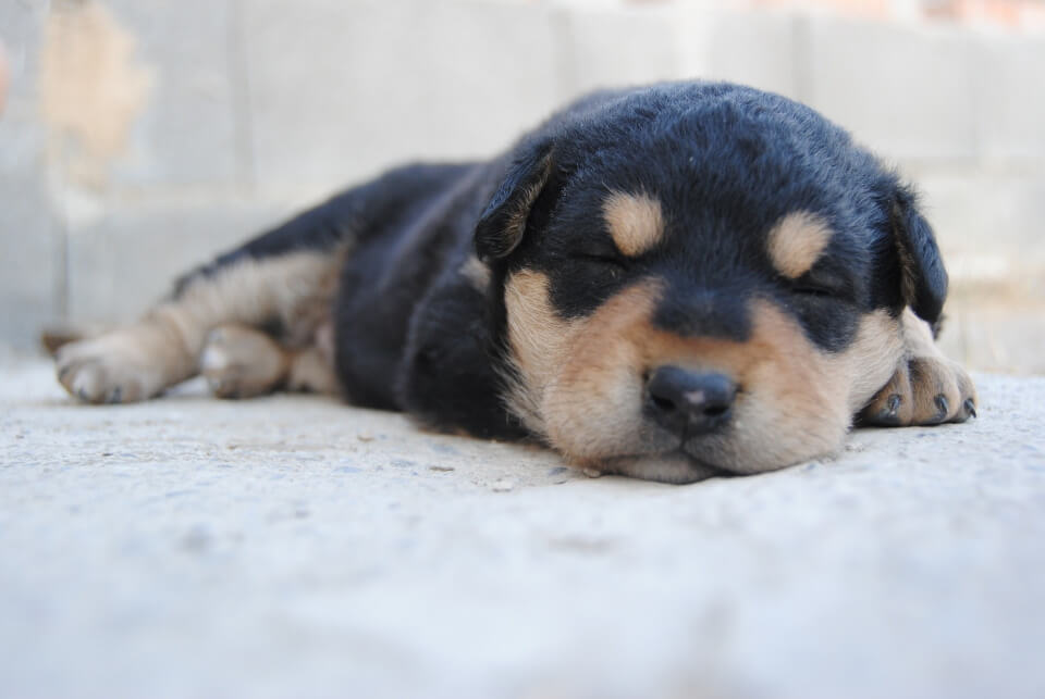 Puppy sleeping in an extended position