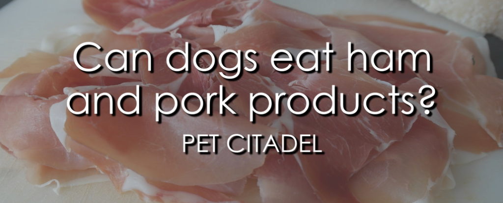 Can Dogs Eat Ham? - Banner