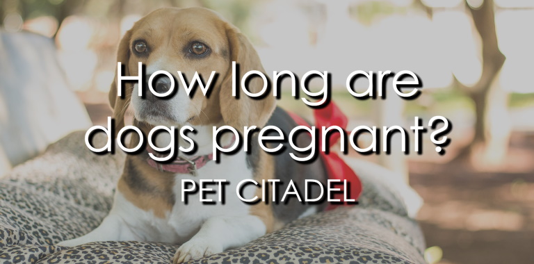 How Long Are Dogs Pregnant? - Banner