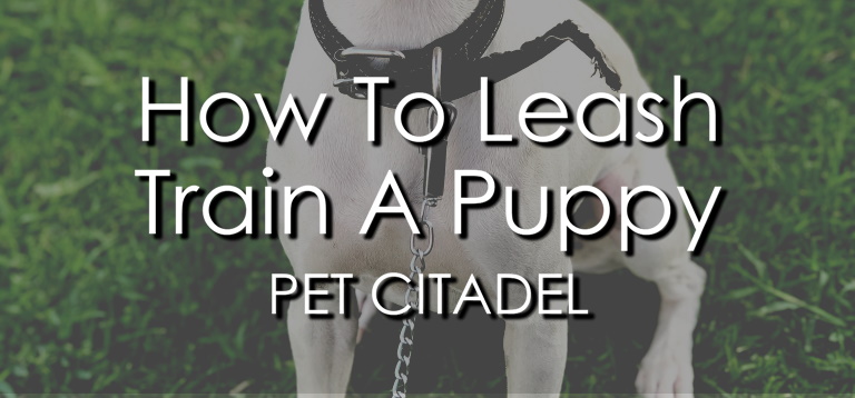How To Leash Train A Puppy - Banner