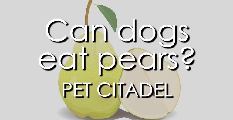 Can Dogs Eat Pears? - Banner 1