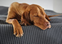 6 Best Dog Beds For Vizslas – 2023 Reviews & Buying Guide