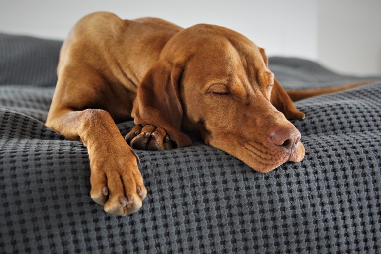 Vizsla dog laying on a blanket