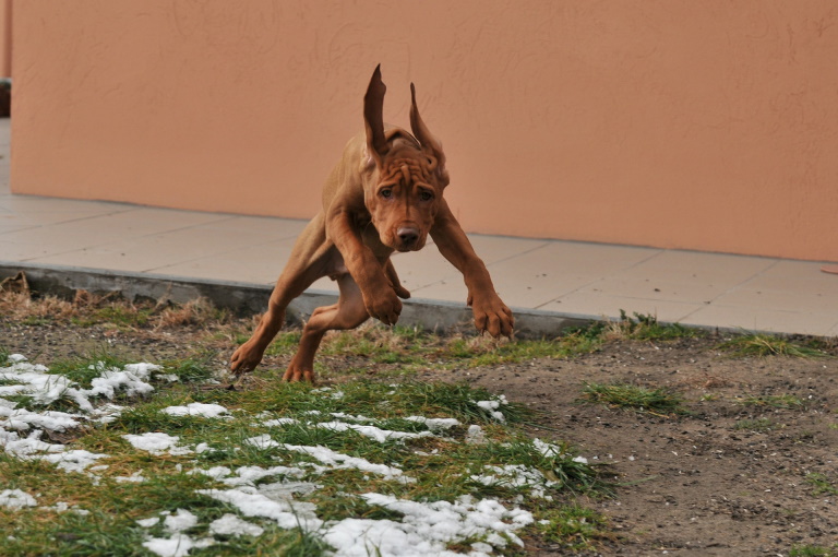 Vizsla dog running outdoors