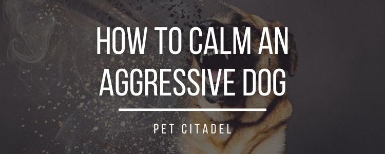 How To Calm An Aggressive Dog - Banner Image