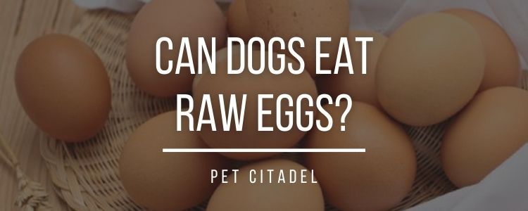 Can Dogs Eat Raw Eggs? - Banner Image
