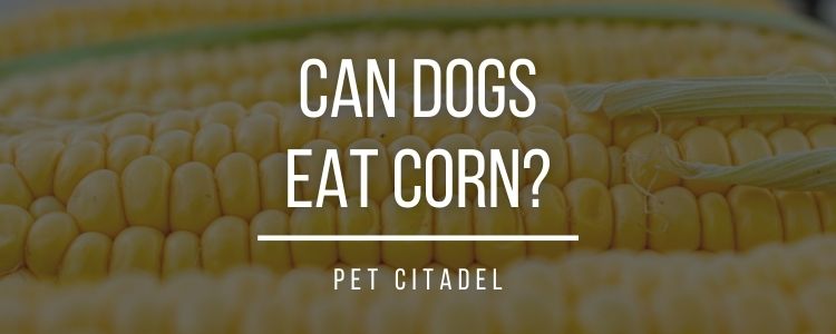 Can Dogs Eat Corn? - Banner Image
