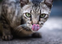 4 Reasons Why Your Cat Licks Your Face