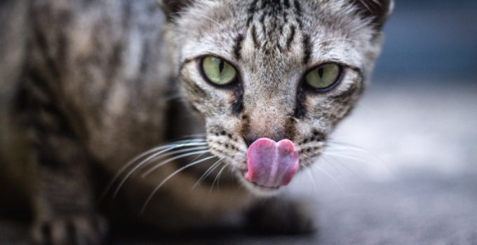 4 Reasons Why Your Cat Licks Your Face