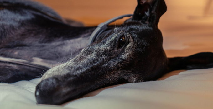 6 Best Dog Beds For Greyhounds – 2022 Reviews & Buying Guide