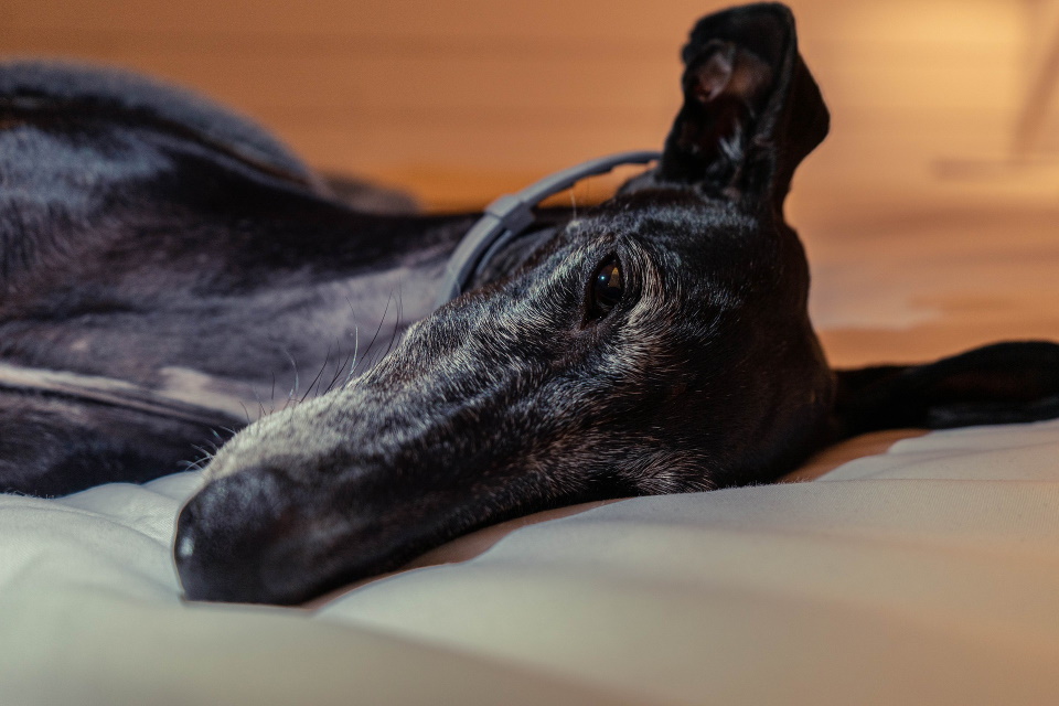 Greyhound resting its head