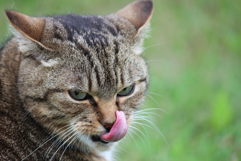 Cat licking around its mouth