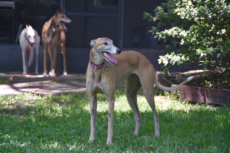 Retired racing Greyhound on the lawn