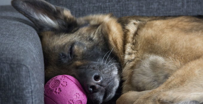 5 Best Dog Beds For German Shepherds – 2022 Reviews & Buying Guide