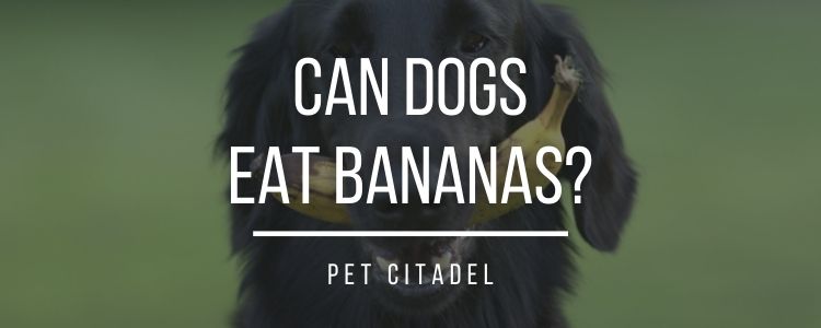 Can Dogs Eat Bananas? - Banner Image