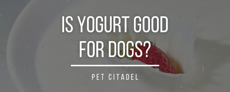 Is Yogurt Good For Dogs? - Banner