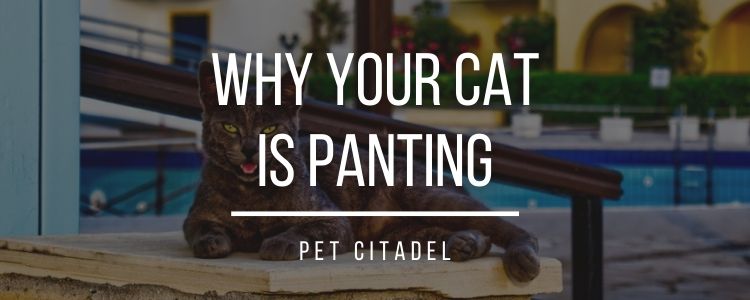 Why Your Cat Is Panting - Banner Image